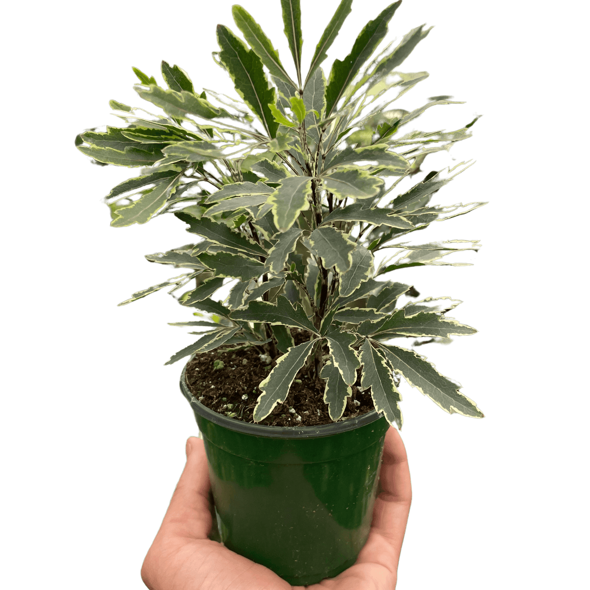 Aralia 'Bianca' | Elegant and Compact Variegated Plant | Potted Houseplants from All About Planties™™