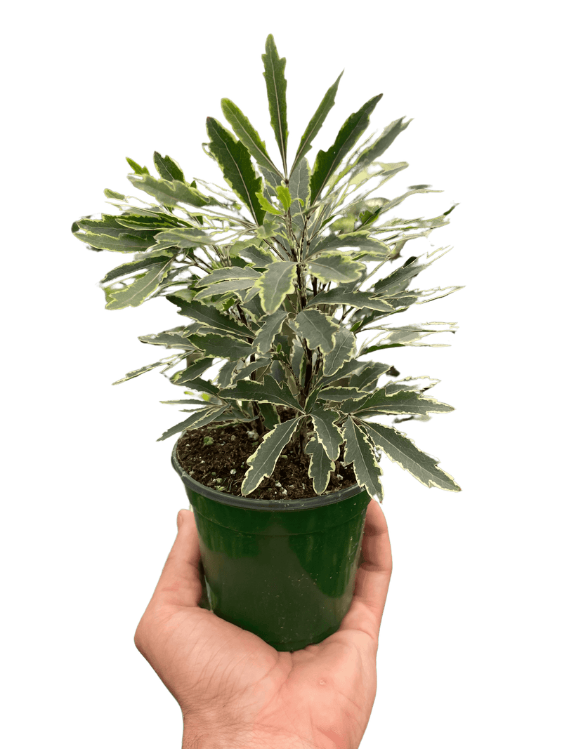 Aralia 'Bianca' | Elegant and Compact Variegated Plant | Potted Houseplants from All About Planties™™