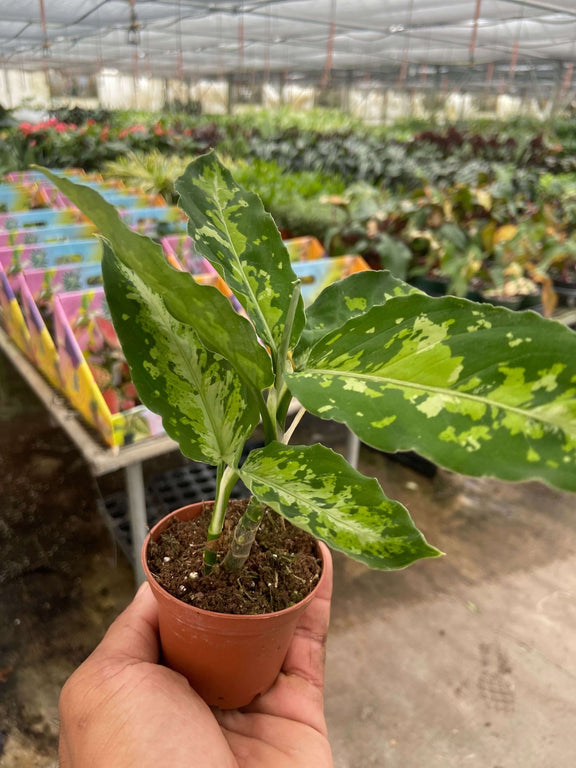 tricolor indoor plants Chinese Evergreen Pictum Tricolor