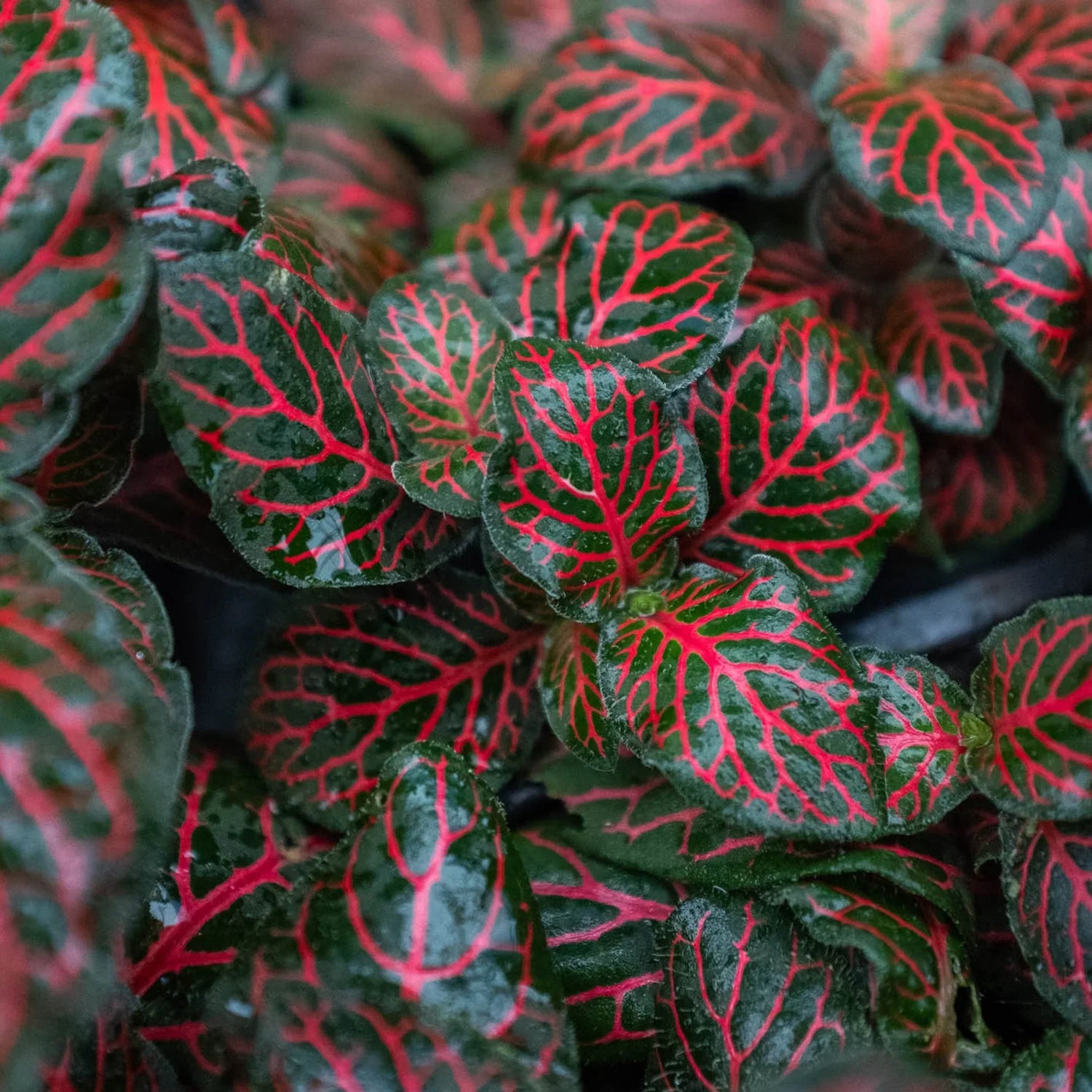 Close up of Fittonia Red | Pet-Friendly Tropical Plant | All About Planties