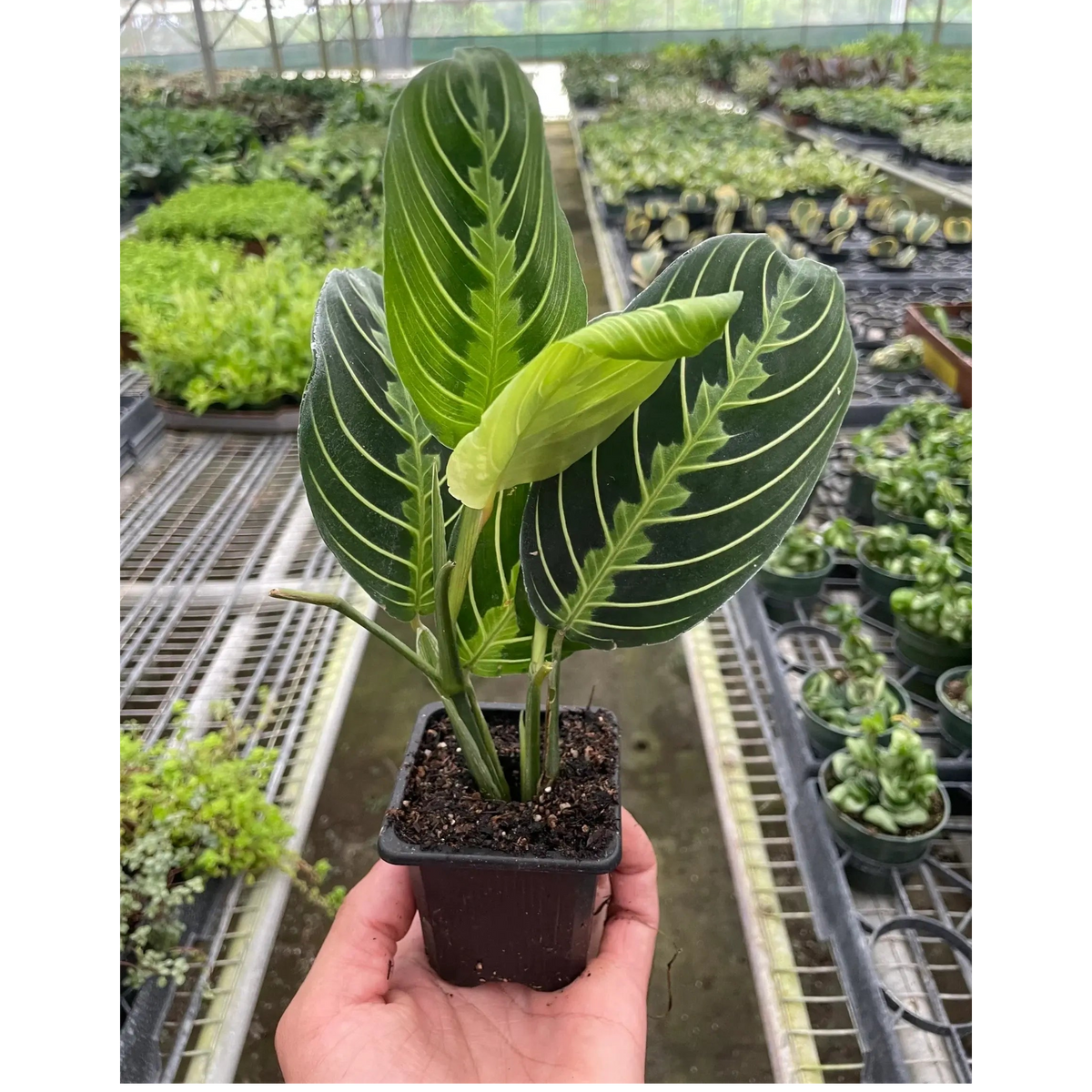 Maranta 'Lemon Lime' Prayer Plant 3inch pot | Pet-Friendly & Vibrant Houseplant at All About Planties