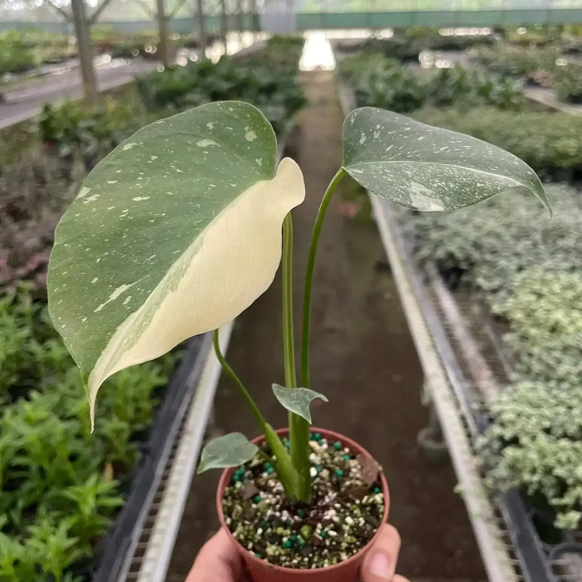 monstera-thai-constellation smal size pot by All About Planties™
