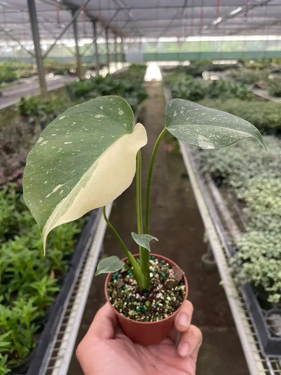 monstera thai constellation near me Monstera 'Thai Constellation'
