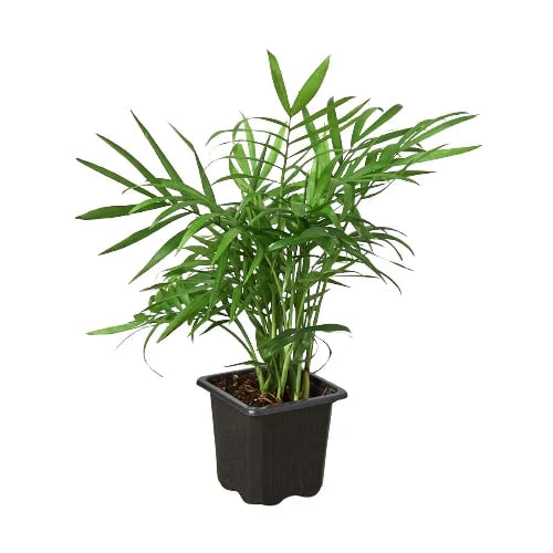 parlor-palm 4 inch pot