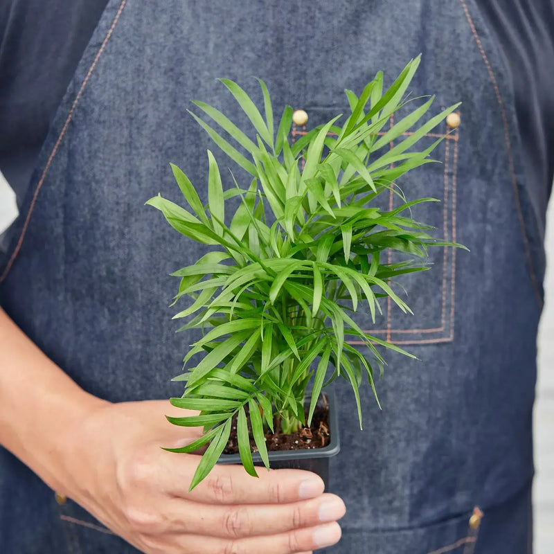 Parlom Palm| Indoor Plant | All About Planties