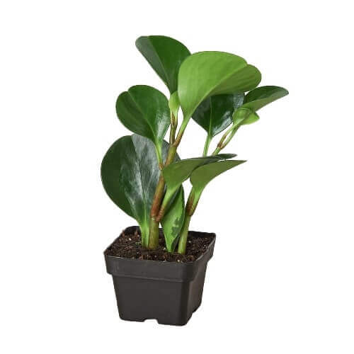 Peperomia Thailand Indoor Plant at All About Planties