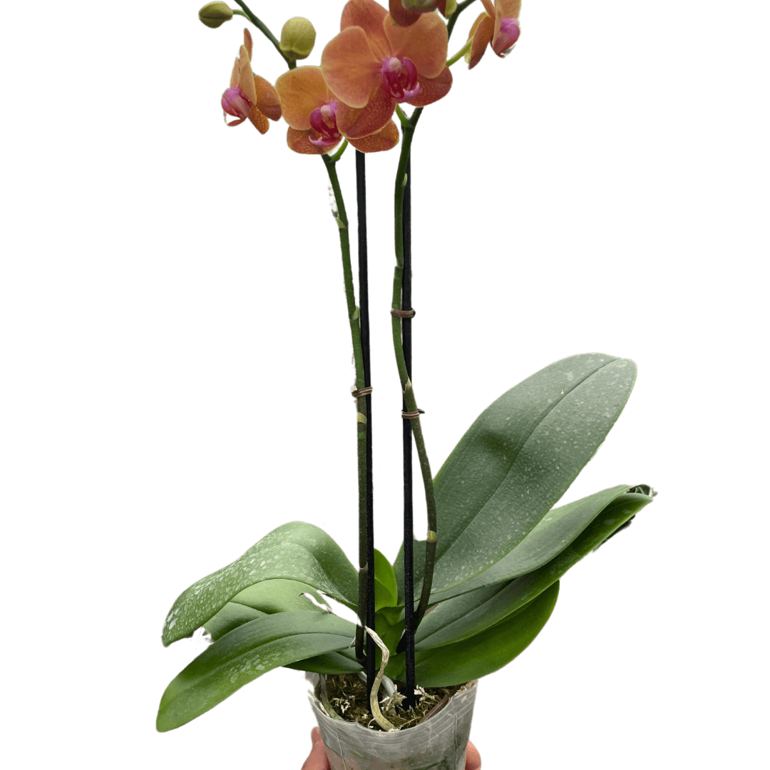 Orchid 'Orange Phalaenopsis'