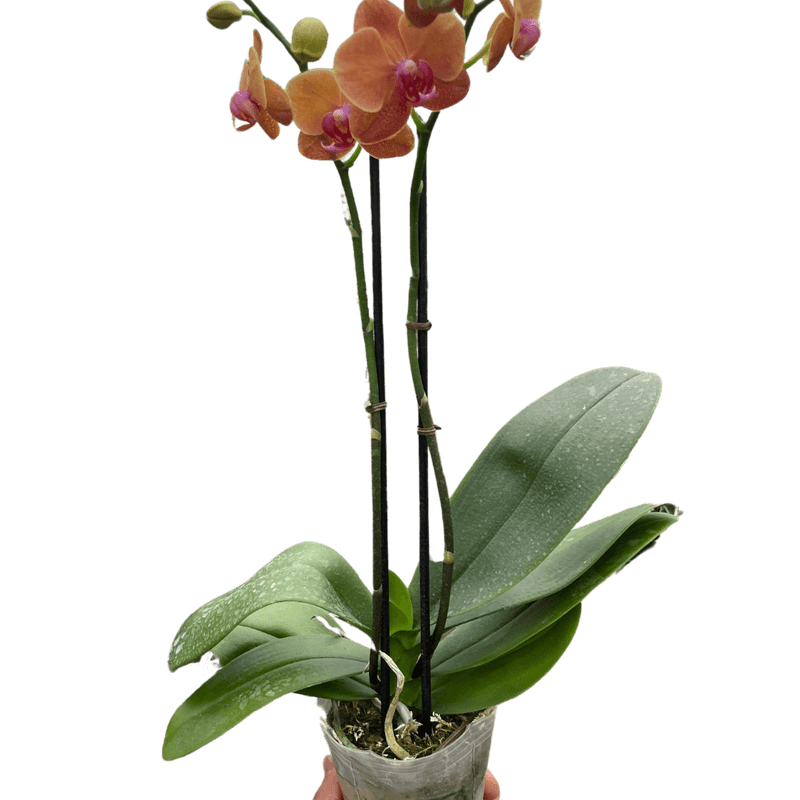 Orchid 'Orange Phalaenopsis'