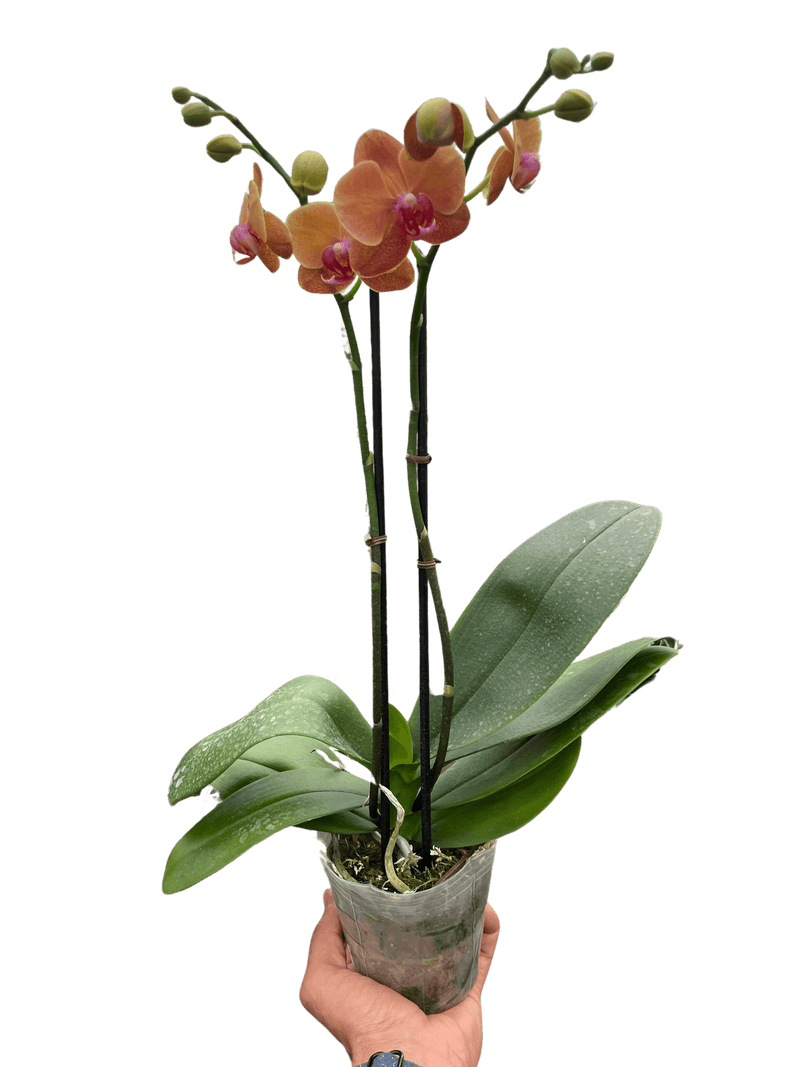 Orchid 'Orange Phalaenopsis'