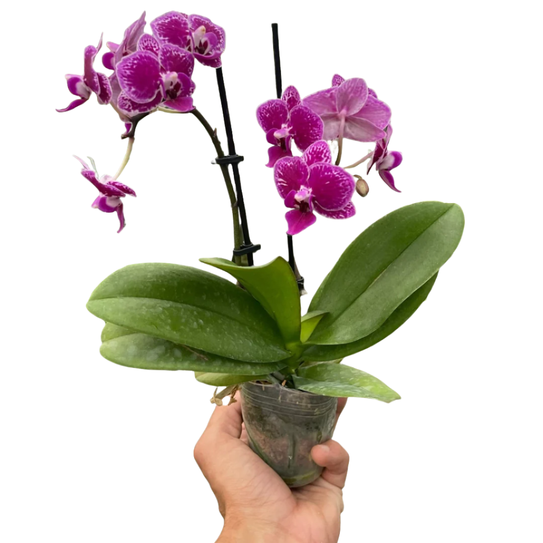 orchid-purple-spotted-phalaenopsis