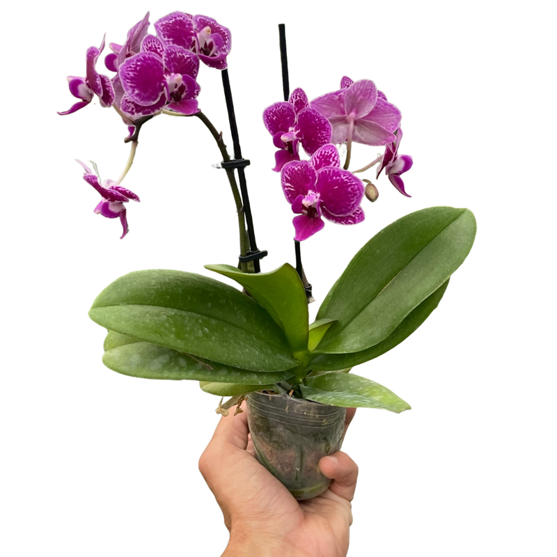 Orquídea 'Phalaenopsis con manchas moradas'
