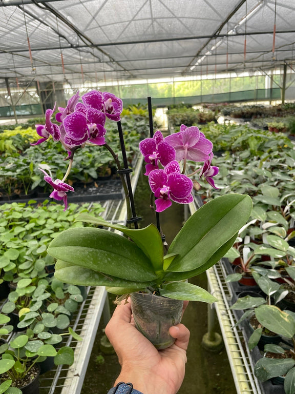 orchid-purple-spotted-phalaenopsis in a nursery