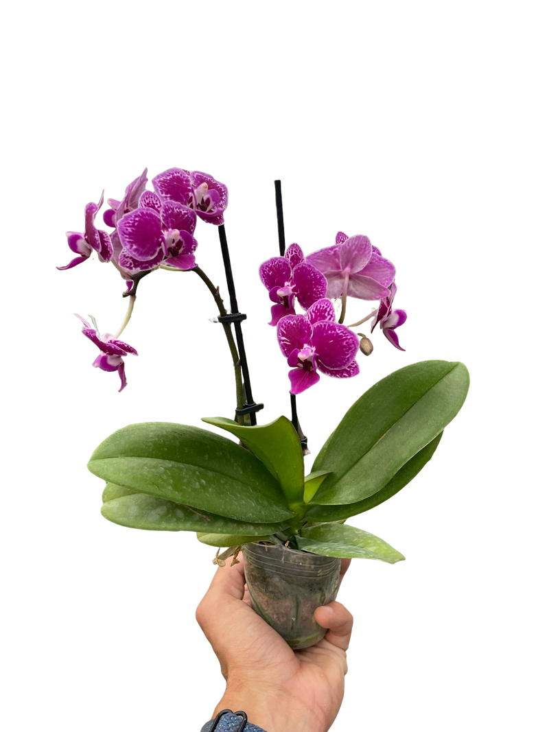Orquídea 'Phalaenopsis con manchas moradas'
