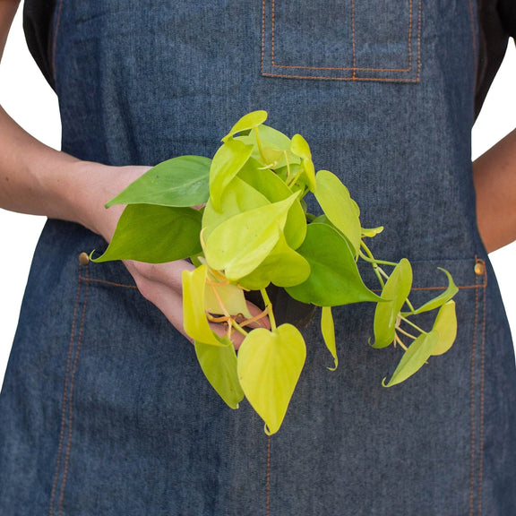 person holding a philodendron-neon plant