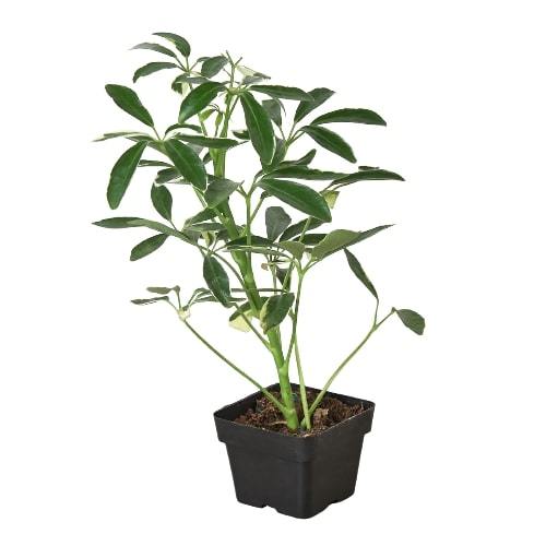 Schefflera Moonlight 'Umbrella Plant' Indoor Plant at All About Planties