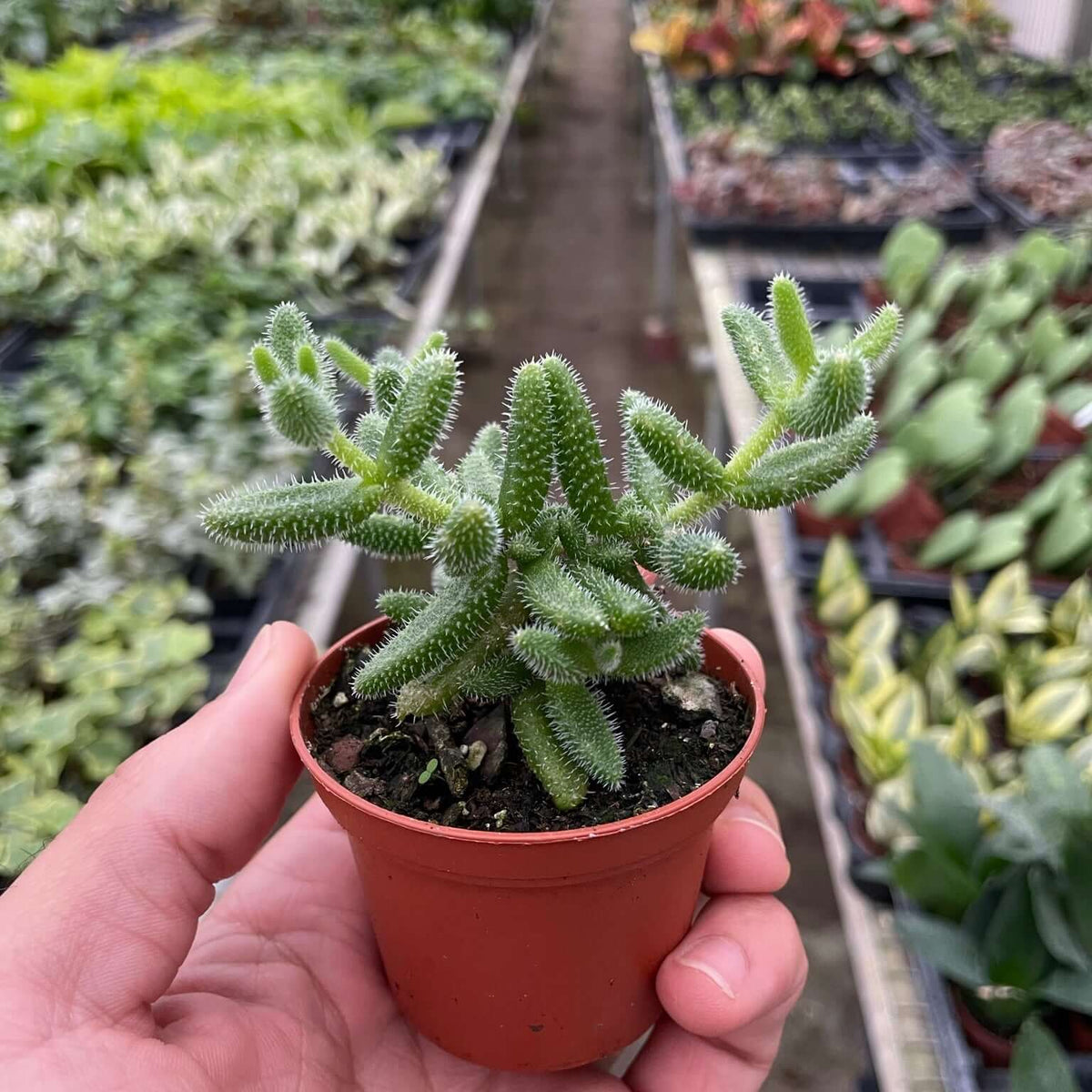 Delosperma echinatum 'Pickle Plant' Indoor Plant at All About Planties