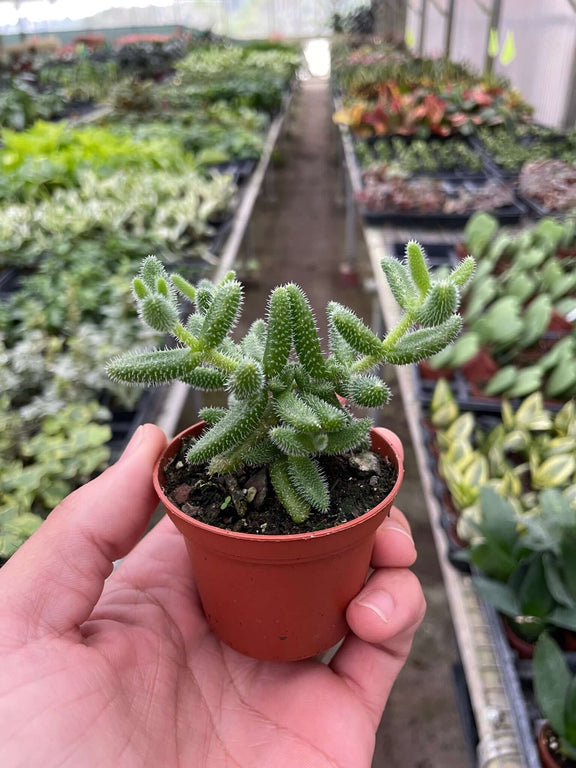 pickle plant hanging Delosperma echinatum - Pickle Plant