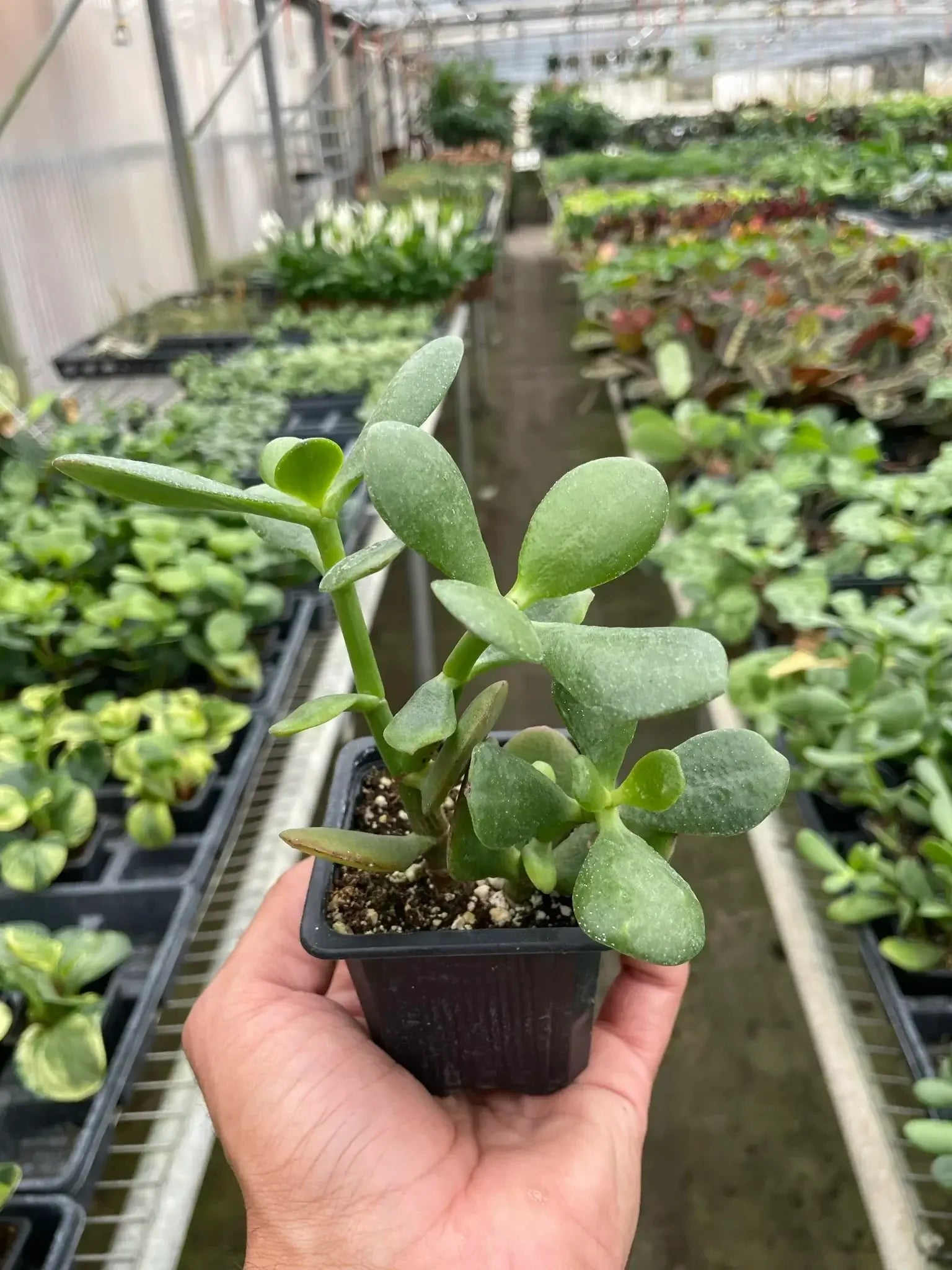 jade plant wrinkling Jade Plant | Easy Care Succulent