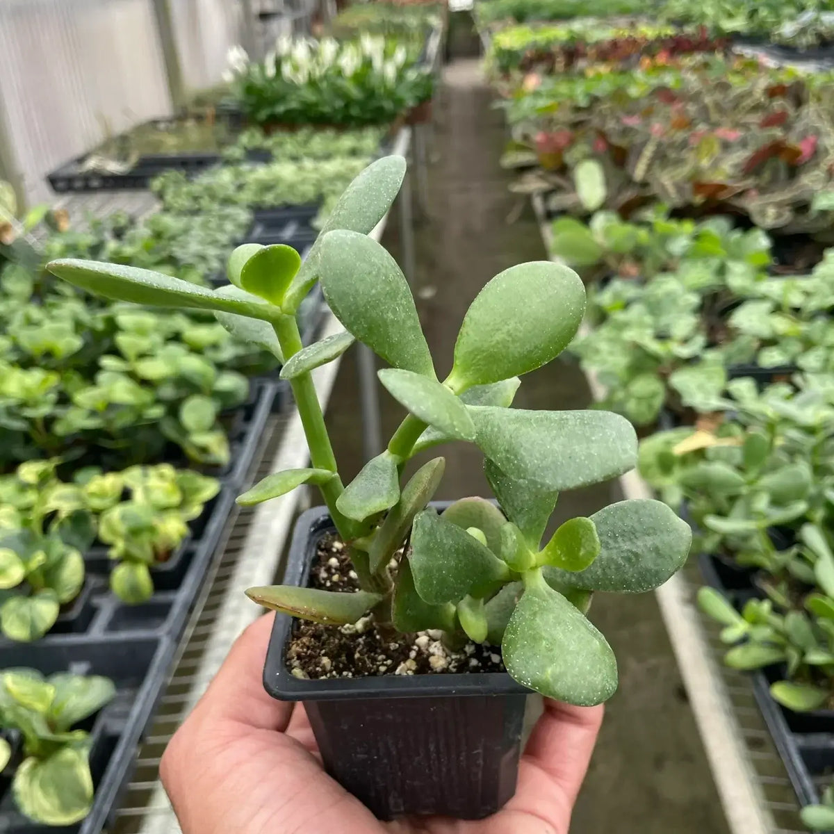 Jade Plant
