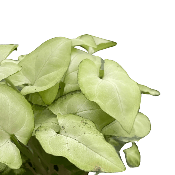 moonshine pothos Syngonium 'Moonshine'