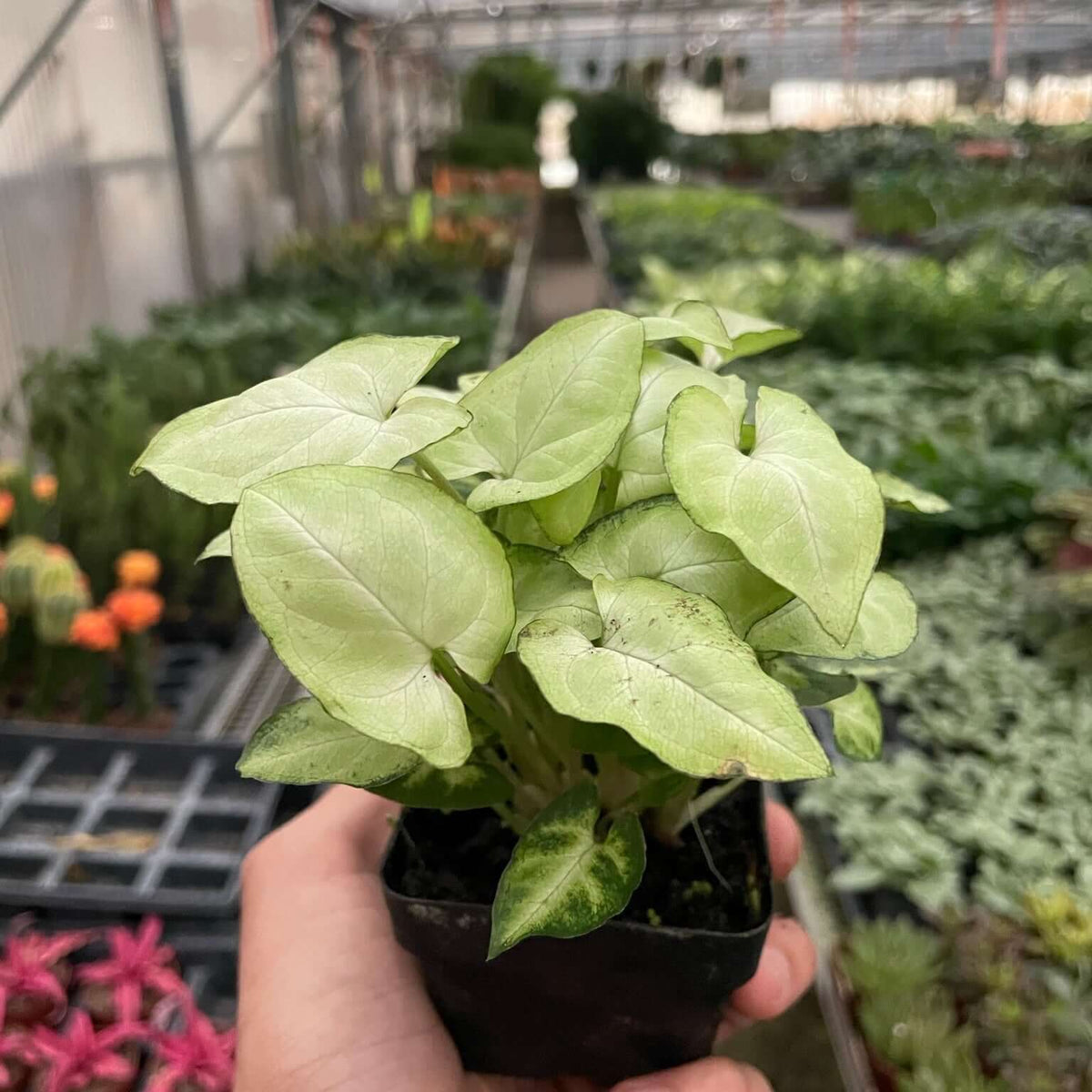 Syngonium 'Moonshine' Plants at All About Planties