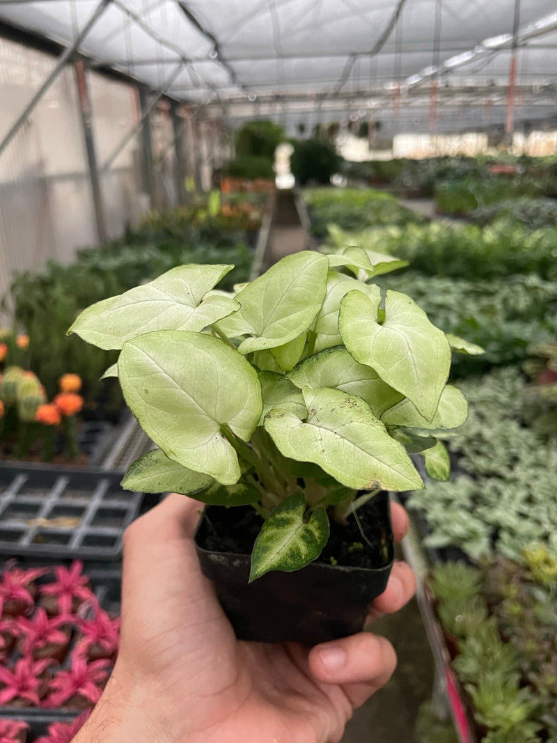 Syngonium 'Moonshine' Plants at All About Planties