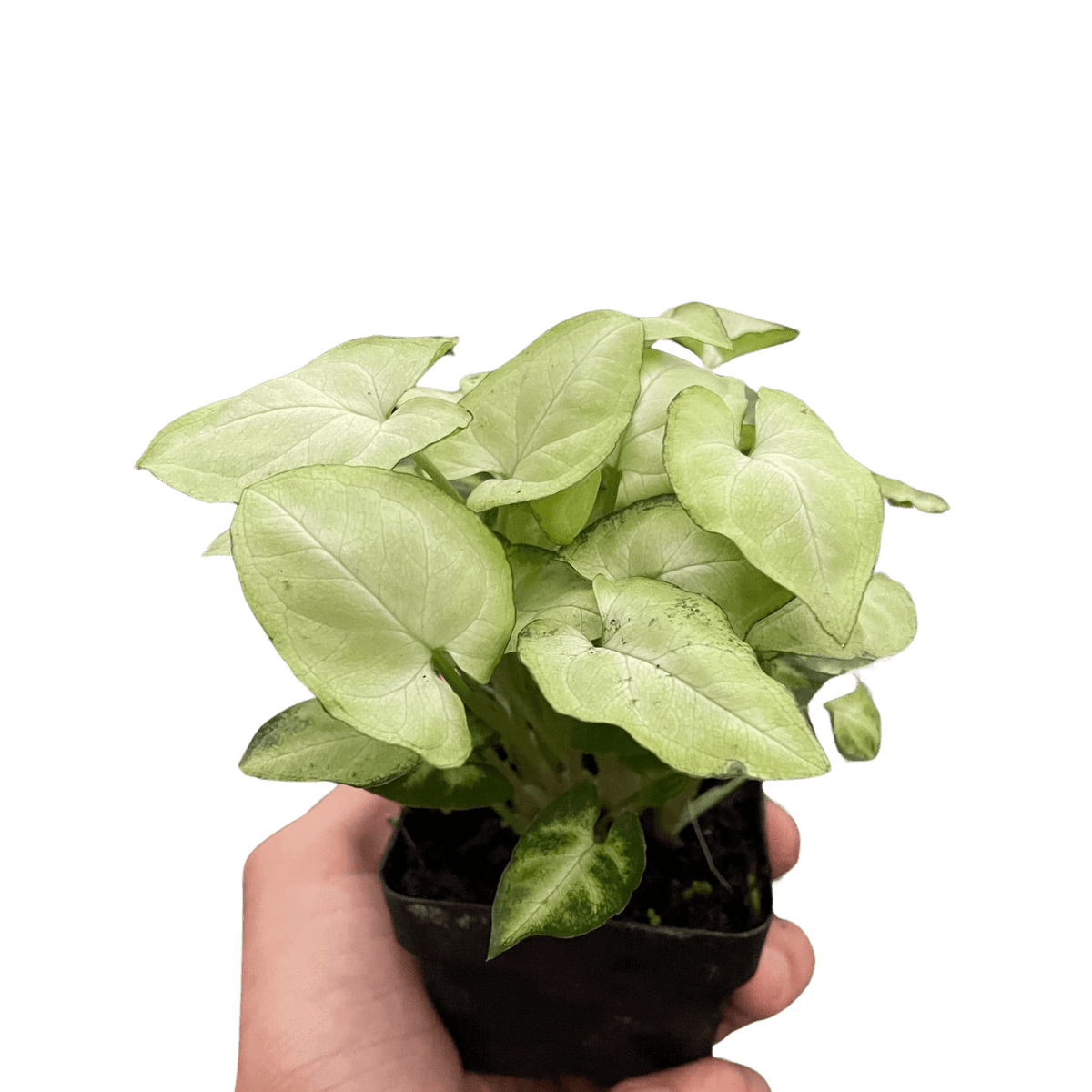Syngonium 'Moonshine'