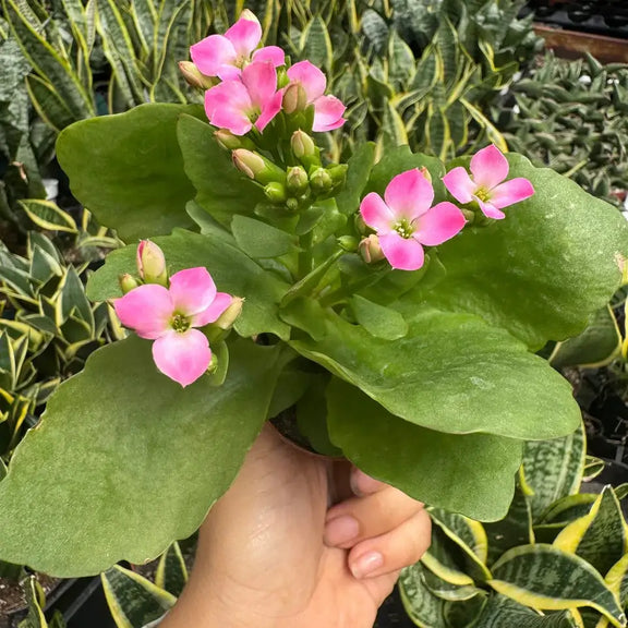 kalanchoe plant succulent Kalanchoe