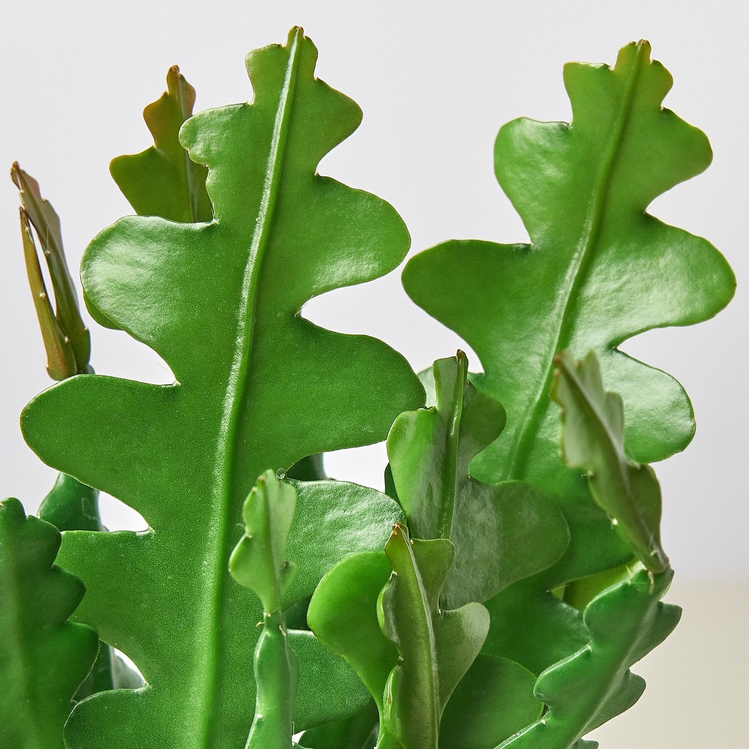 ric rac succulent Rare Fishbone Cactus - Ric Rac Cactus