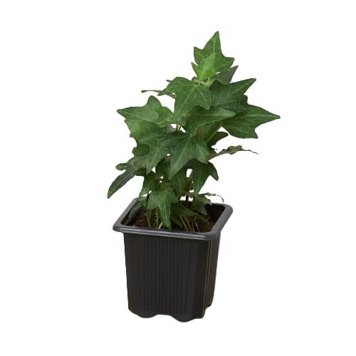 Mini English Ivy Green California trailing houseplant with lush green foliage in 3 inch nursery pot on white background