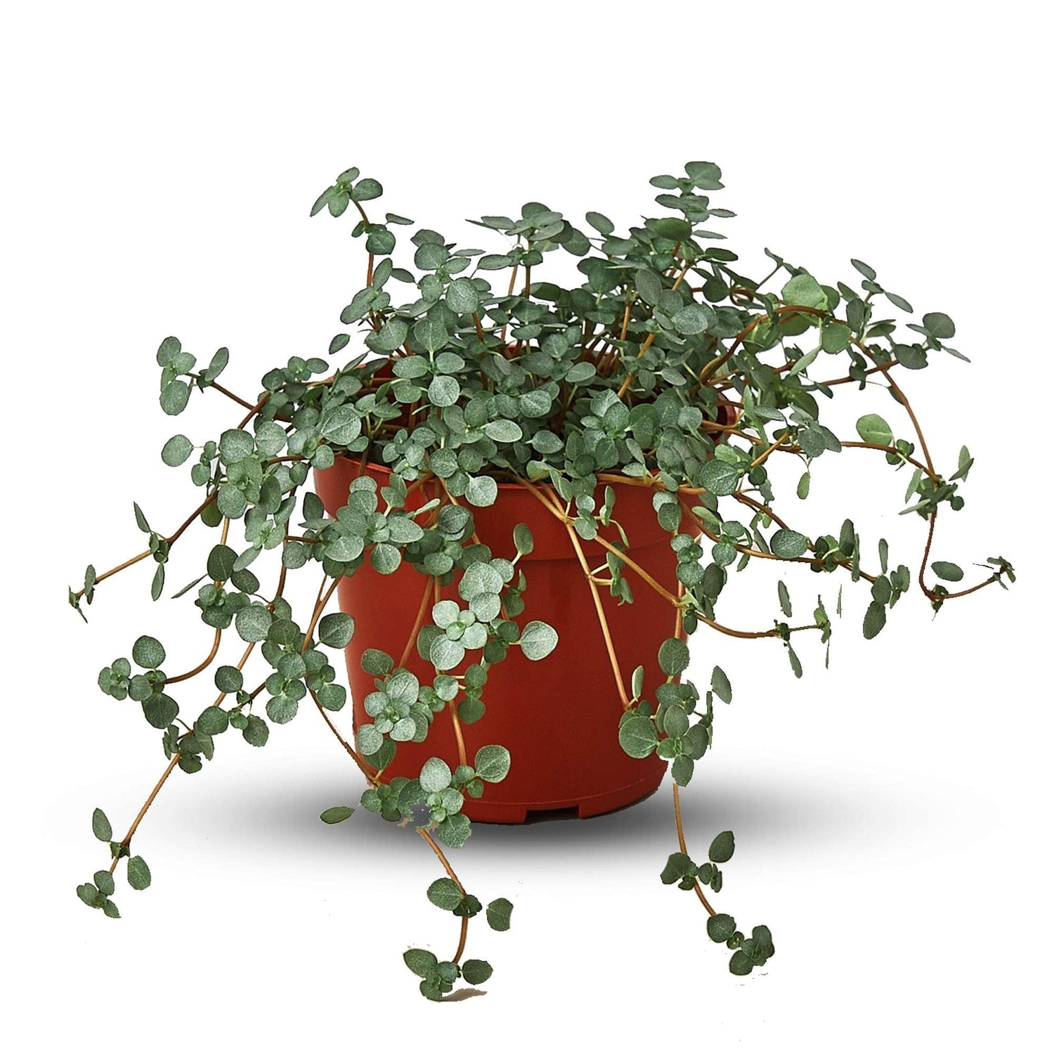 Potted plant with green leaves on a white background