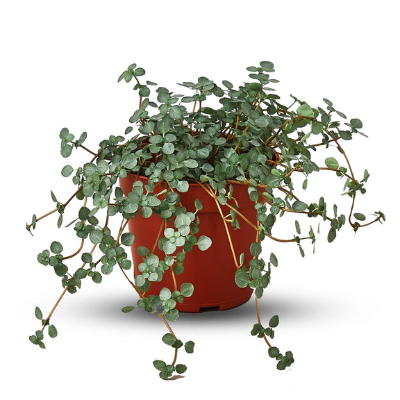 Potted plant with green leaves on a white background