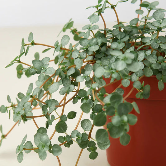 Close up of Green potted plant called Nettle 'Silver Sparkle' by All About Planties