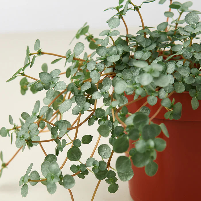 Close up of Green potted plant with a blurred red pot in the background