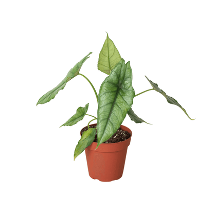Alocasia 'Dragon's Breath'