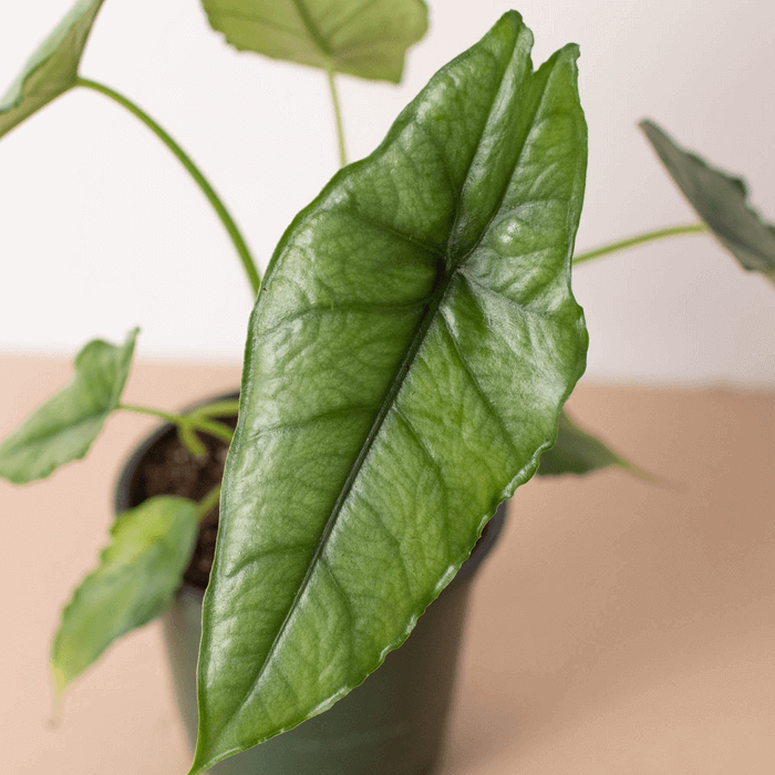 Alocasia 'Dragon's Breath'