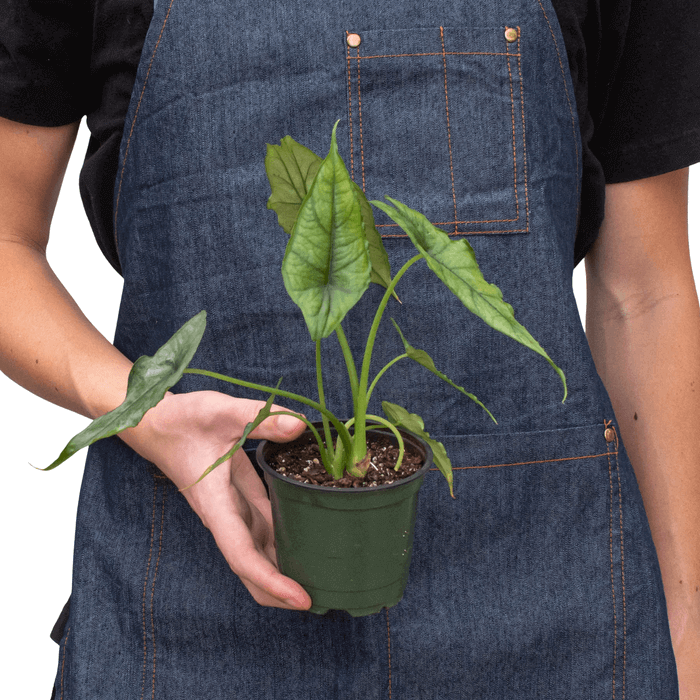 Alocasia 'Dragon's Breath'