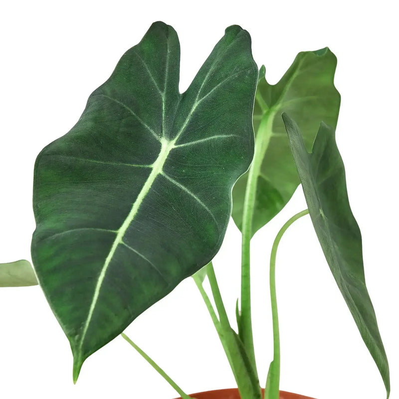 Close up of Alocasia Frydek | Houseplant | All About Planties