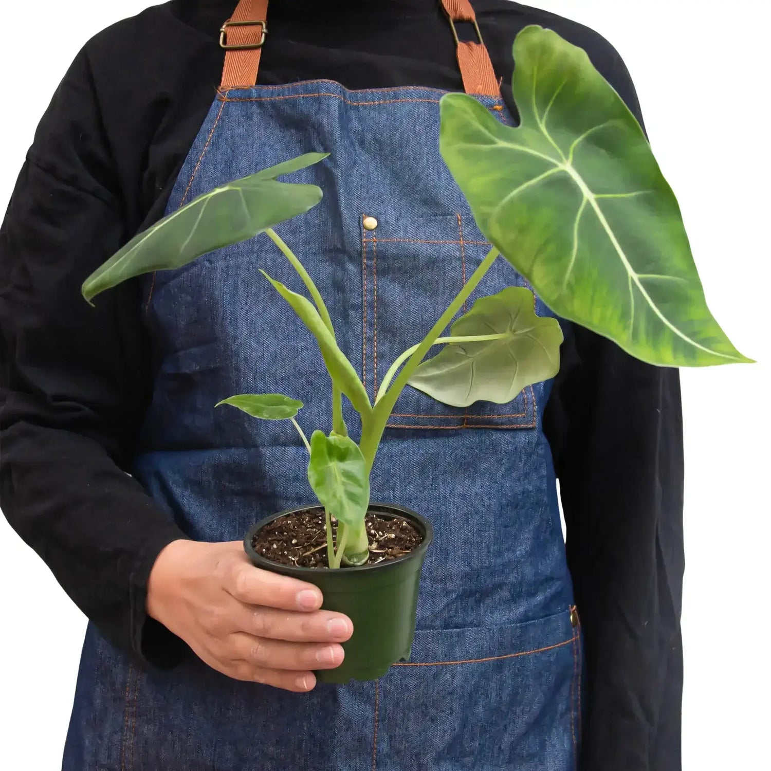 Person holding a nice Alocasia Frydek | Houseplant | All About Planties