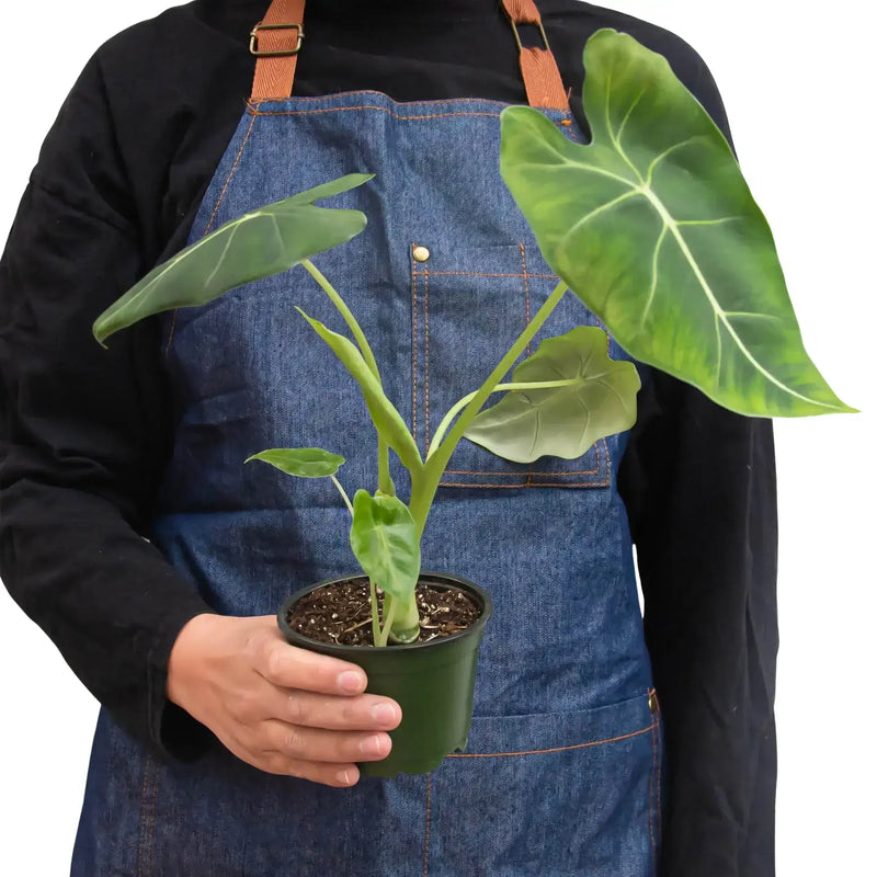 Person holding a nice Alocasia Frydek | Houseplant | All About Planties