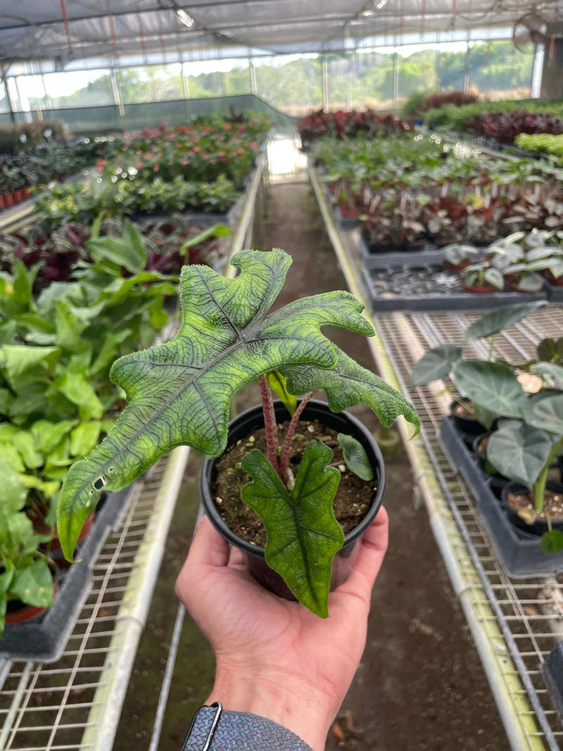 Alocasia 'Jacklyn' 