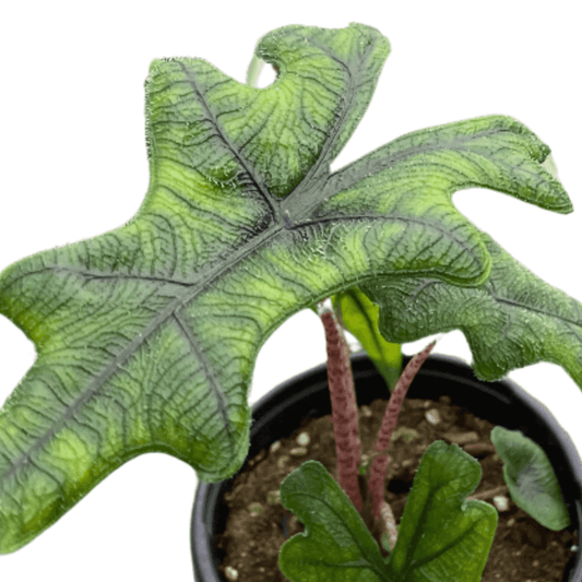 Alocasia 'Jacklyn'