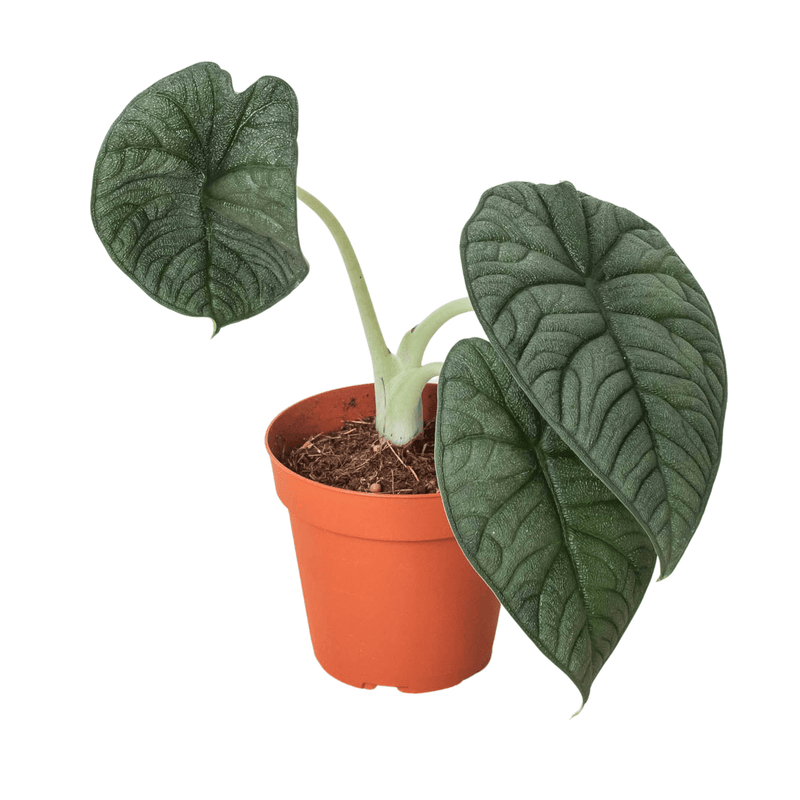 Alocasia Melo, Rugosa Alocasia potted 