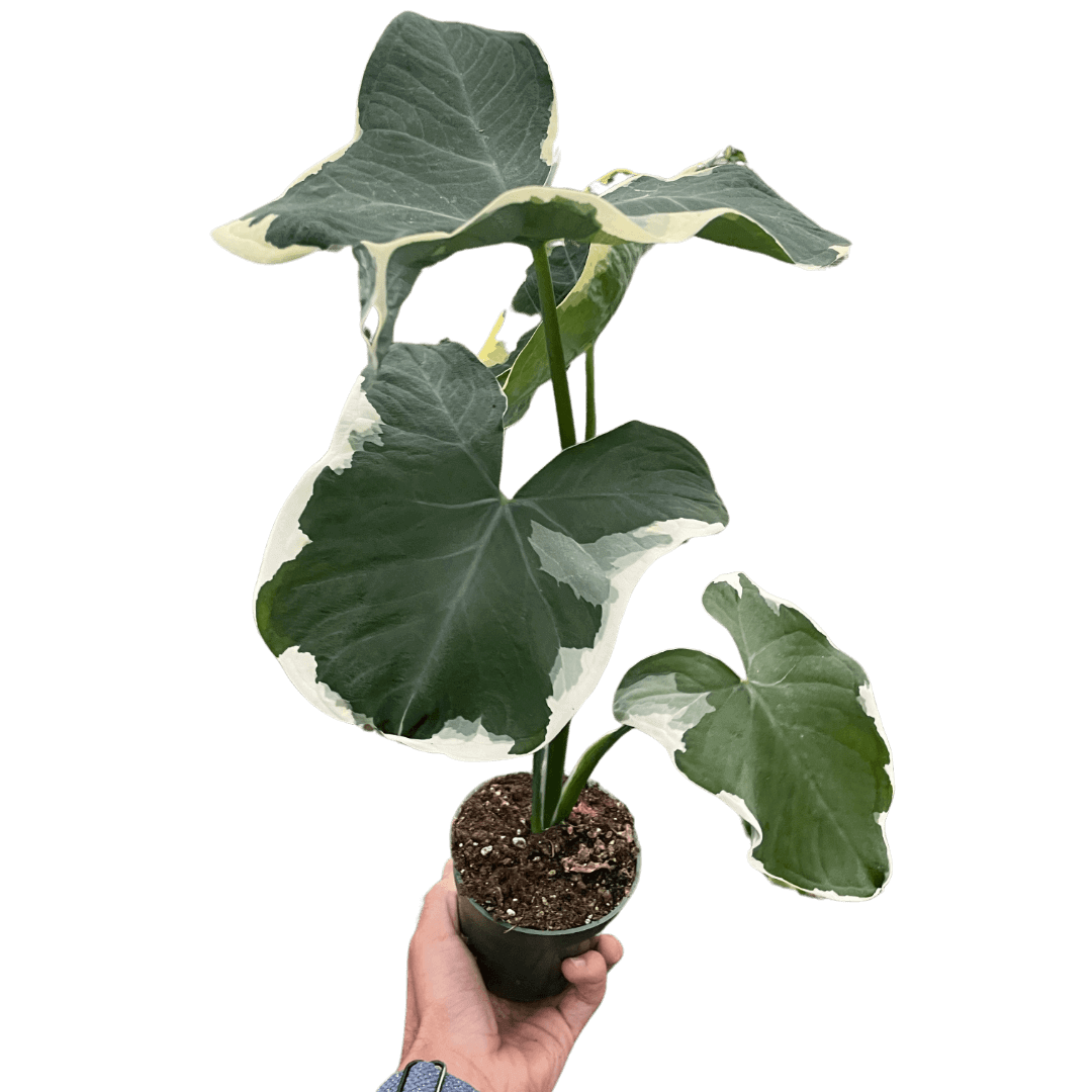 Alocasia Mickey Mouse 