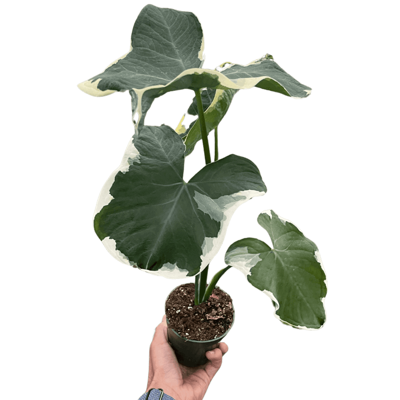 Alocasia Mickey Mouse