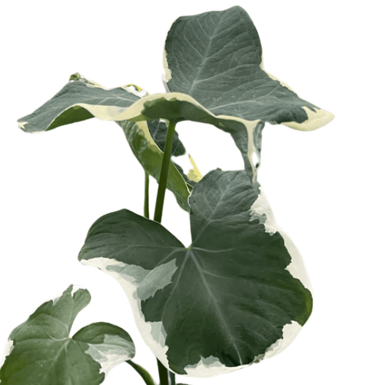 Alocasia Mickey Mouse