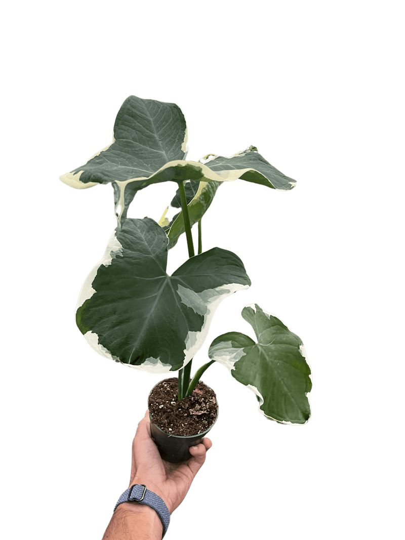 Alocasia Mickey Mouse