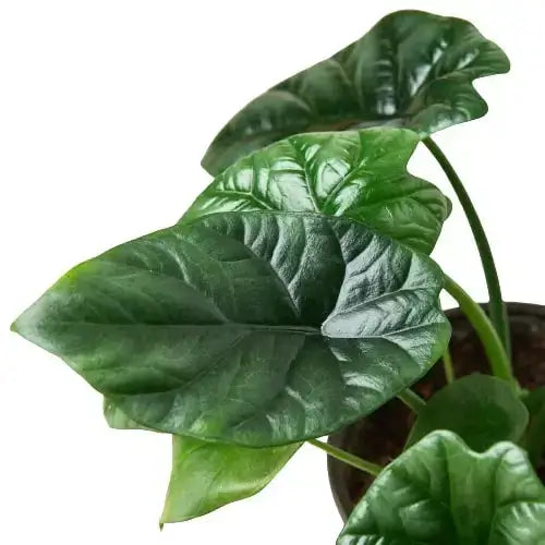 Alocasia Mirror Face