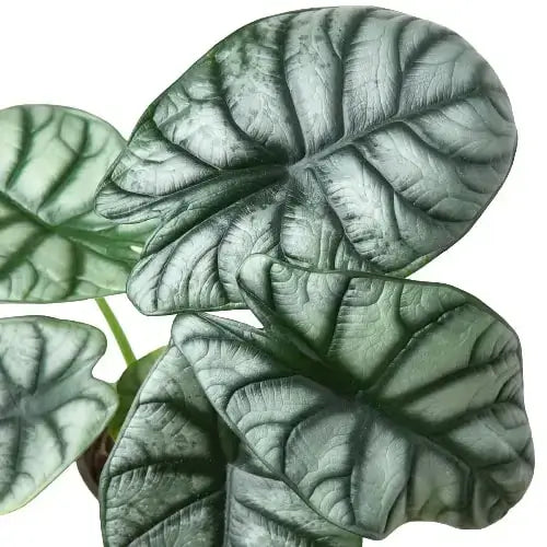 philodendron silver dragon Alocasia Silver Dragon Size White Cylinder - 4 Pot