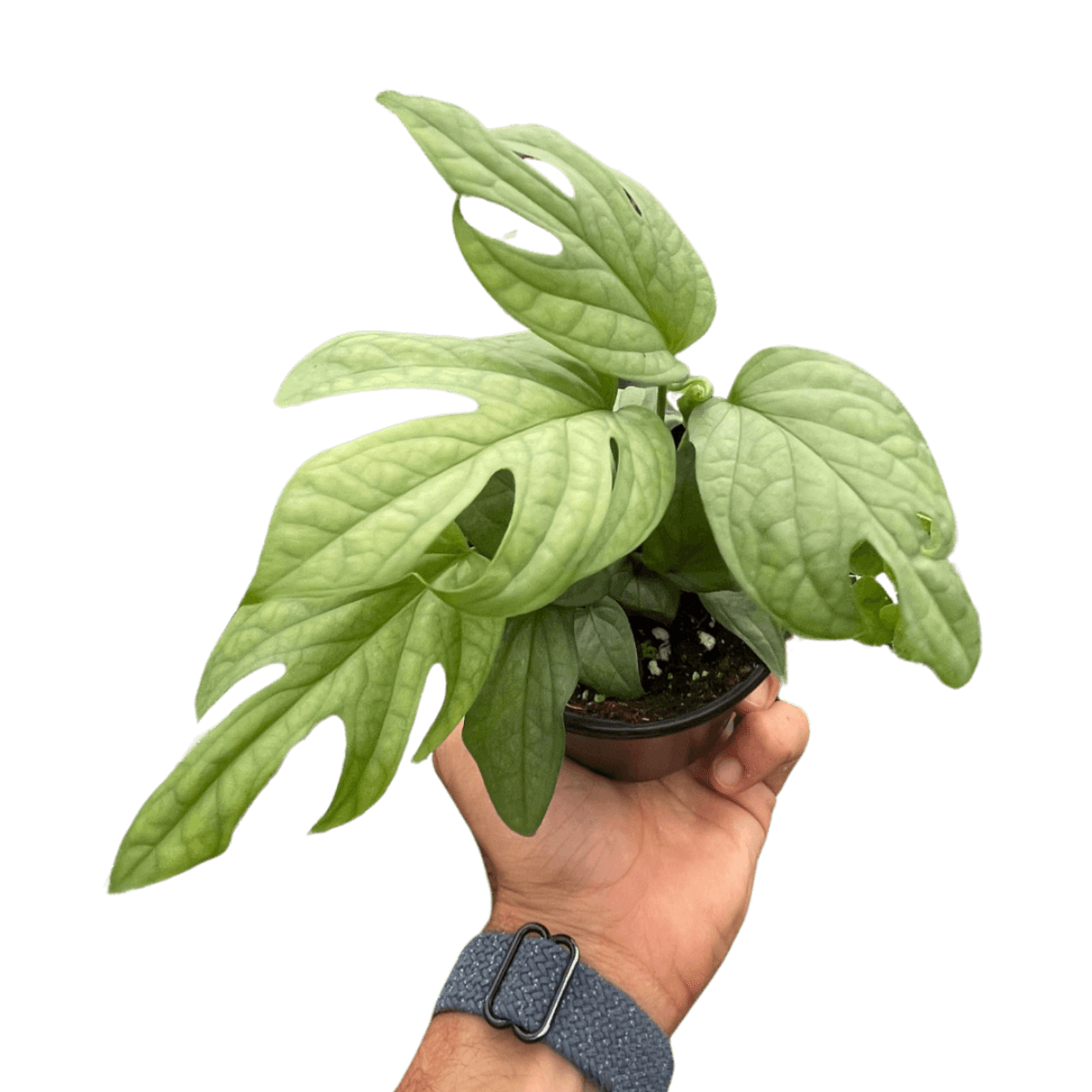 Amydrium 'Silver' | Exotic & Rare Climbing Aroid – All About Planties